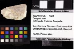 Foto (Objket + Etiketten) von Decapoda indet. 